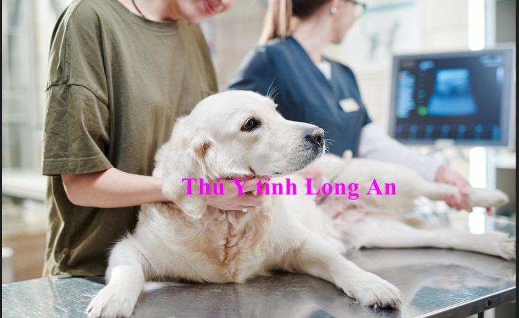 Phong kham thu y tinh long an